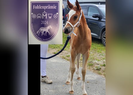 Deutsches Reitpony, Stute, 1 Jahr