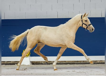 Deutsches Reitpony, Stute, 1 Jahr, Palomino