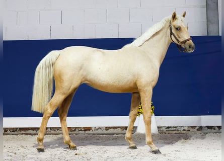 Deutsches Reitpony, Stute, 1 Jahr, Palomino