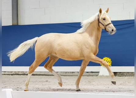Deutsches Reitpony, Stute, 1 Jahr, Palomino