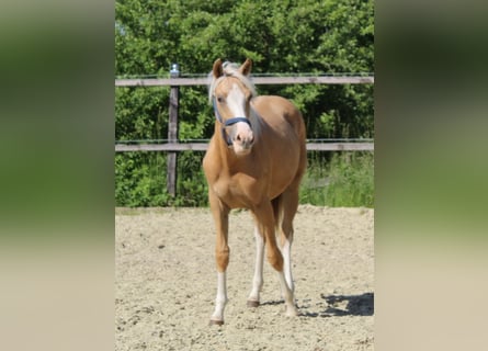 Deutsches Reitpony, Stute, 1 Jahr, Palomino