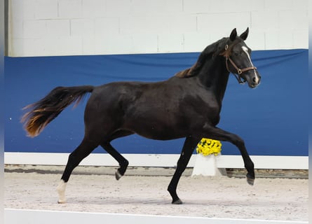 Deutsches Reitpony, Stute, 1 Jahr, Rappe