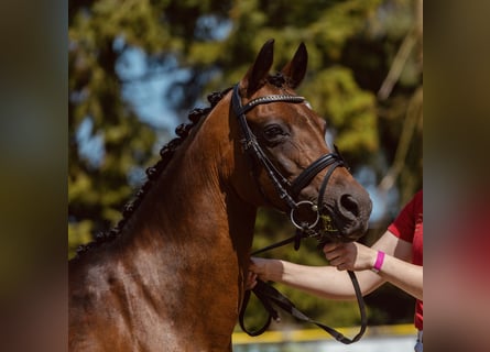 Deutsches Reitpony, Stute, 20 Jahre, 142 cm, Dunkelbrauner