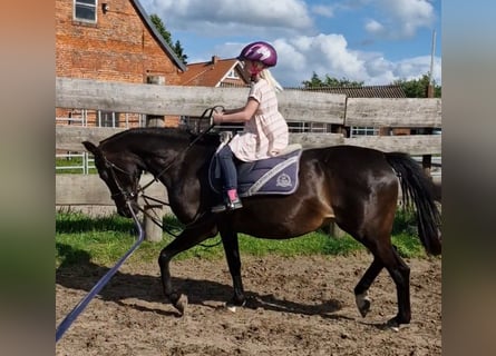 Deutsches Reitpony, Stute, 20 Jahre, 145 cm, Dunkelbrauner