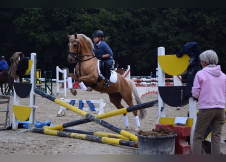 Deutsches Reitpony, Stute, 20 Jahre, 146 cm, Palomino