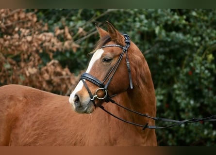Deutsches Reitpony, Stute, 21 Jahre, 146 cm, Brauner