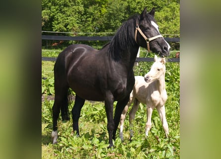 Deutsches Reitpony, Stute, 22 Jahre, 145 cm, Rappe