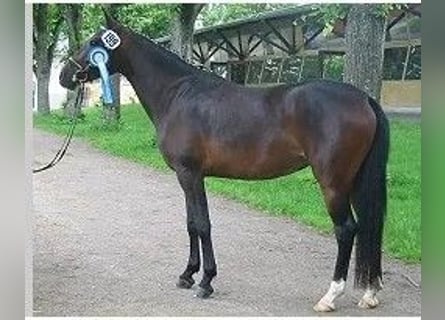 Deutsches Reitpony, Stute, 23 Jahre, 148 cm, Schwarzbrauner