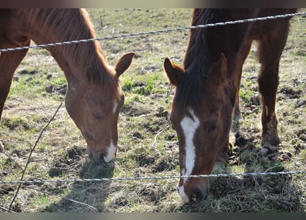 Deutsches Reitpony, Stute, 28 Jahre, 147 cm, Fuchs