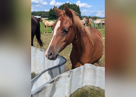 Deutsches Reitpony, Stute, 2 Jahre, 136 cm, Fuchs