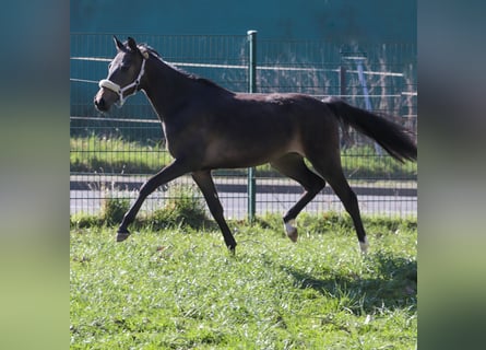 Deutsches Reitpony, Stute, 2 Jahre, 140 cm, Dunkelbrauner