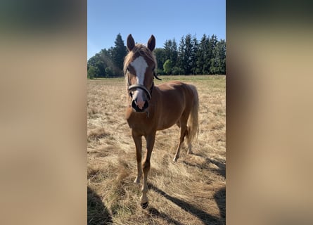 Deutsches Reitpony, Stute, 2 Jahre, 143 cm