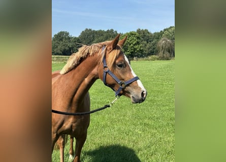 Deutsches Reitpony, Stute, 2 Jahre, 143 cm, Fuchs