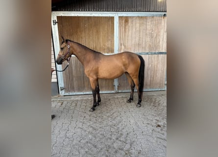 Deutsches Reitpony, Stute, 2 Jahre, 145 cm, Buckskin
