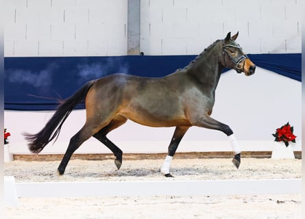 Deutsches Reitpony, Stute, 2 Jahre, 146 cm, Brauner