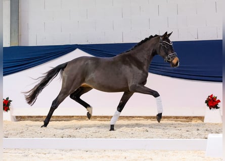 Deutsches Reitpony, Stute, 2 Jahre, 146 cm, Brauner