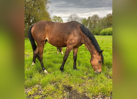 Deutsches Reitpony, Stute, 2 Jahre, 147 cm, Brauner