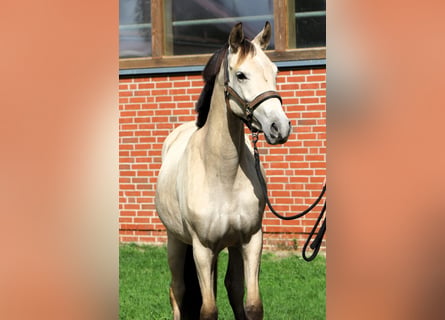 Deutsches Reitpony, Stute, 2 Jahre, 147 cm, Buckskin