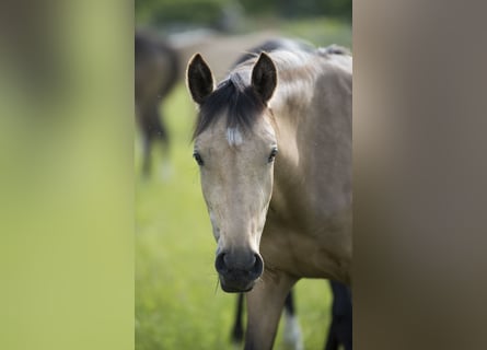 Deutsches Reitpony, Stute, 2 Jahre, 147 cm, Buckskin