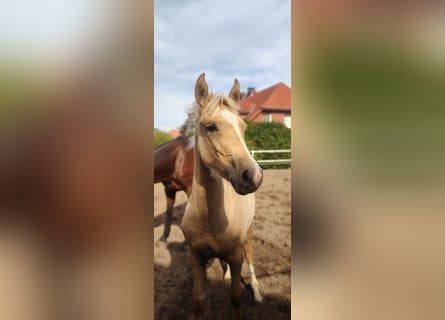 Deutsches Reitpony, Stute, 2 Jahre, 147 cm, Palomino