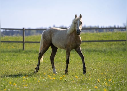 Deutsches Reitpony, Stute, 2 Jahre, 148 cm, Palomino