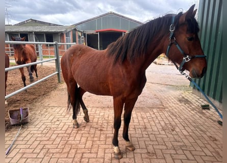 Deutsches Reitpony, Stute, 2 Jahre, 150 cm, Brauner