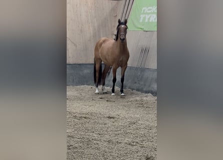 Deutsches Reitpony, Stute, 2 Jahre, 152 cm, Buckskin