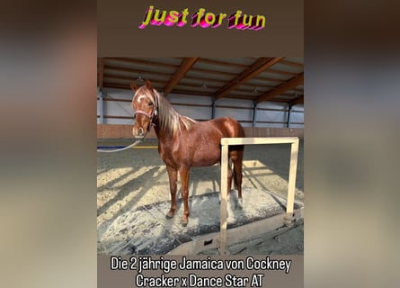 Deutsches Reitpony, Stute, 2 Jahre, Dunkelfuchs