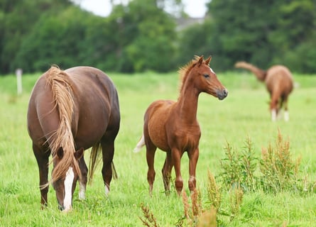Deutsches Reitpony, Stute, 2 Jahre, Dunkelfuchs
