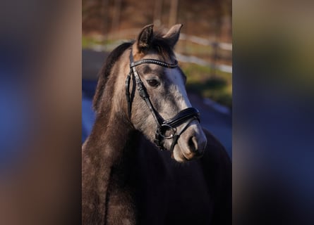Deutsches Reitpony, Stute, 3 Jahre, 135 cm, Schimmel