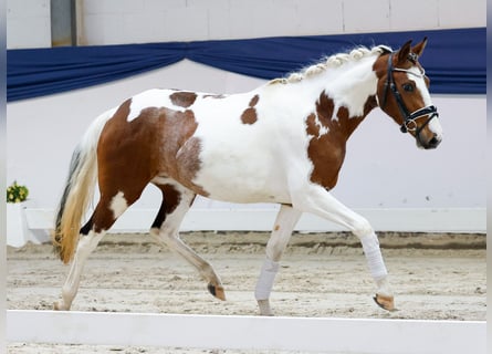 Deutsches Reitpony, Stute, 3 Jahre, 138 cm, Schecke