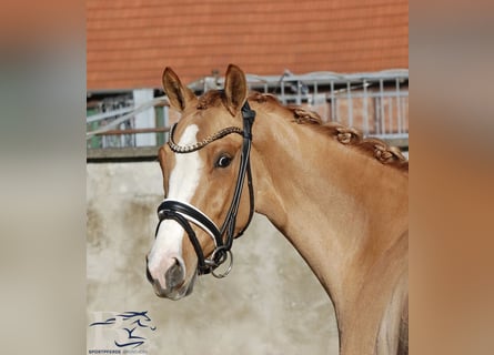 Deutsches Reitpony, Stute, 3 Jahre, 141 cm