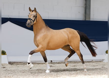 Deutsches Reitpony, Stute, 3 Jahre, 141 cm, Falbe