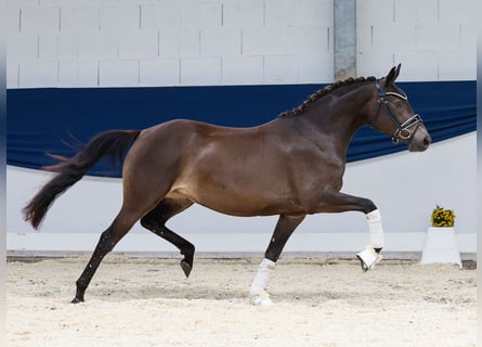 Deutsches Reitpony, Stute, 3 Jahre, 142 cm, Falbe