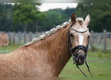 Deutsches Reitpony, Stute, 3 Jahre, 142 cm, Palomino