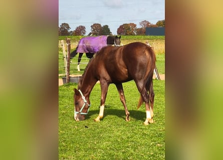 Deutsches Reitpony, Stute, 3 Jahre, 143 cm, Fuchs