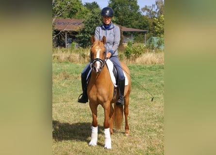 Deutsches Reitpony, Stute, 3 Jahre, 143 cm, Fuchs