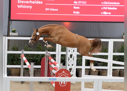 Deutsches Reitpony, Stute, 3 Jahre, 143 cm, Fuchs