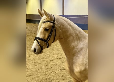 Deutsches Reitpony, Stute, 3 Jahre, 143 cm, Palomino