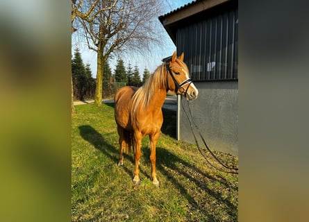 Deutsches Reitpony, Stute, 3 Jahre, 143 cm, Red Dun