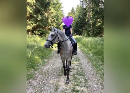 Deutsches Reitpony Mix, Stute, 3 Jahre, 143 cm, Schimmel