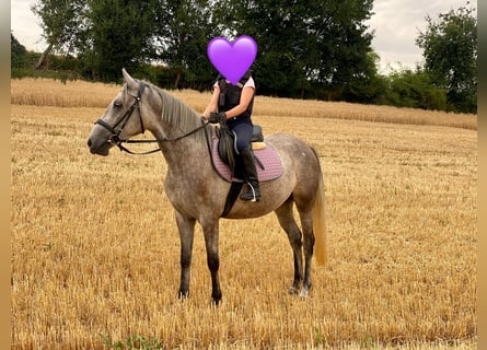 Deutsches Reitpony Mix, Stute, 3 Jahre, 143 cm, Schimmel