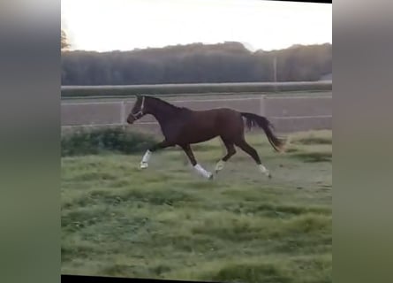 Deutsches Reitpony, Stute, 3 Jahre, 144 cm, Brauner