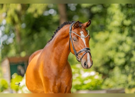 Deutsches Reitpony, Stute, 3 Jahre, 144 cm, Brauner