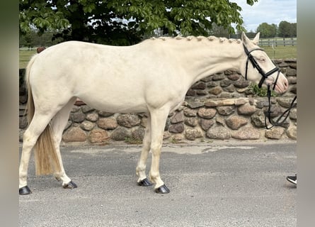 Deutsches Reitpony, Stute, 3 Jahre, 144 cm, Cremello