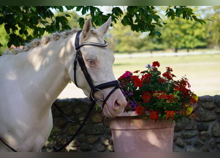 Deutsches Reitpony, Stute, 3 Jahre, 144 cm, Cremello