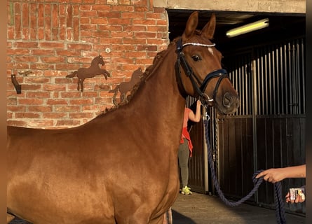 Deutsches Reitpony, Stute, 3 Jahre, 144 cm, Dunkelfuchs