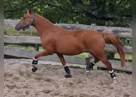 Deutsches Reitpony, Stute, 3 Jahre, 144 cm, Fuchs
