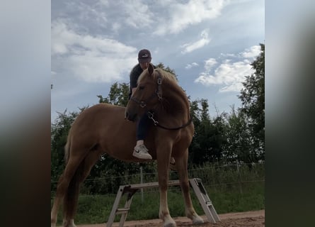 Deutsches Reitpony Mix, Stute, 3 Jahre, 144 cm, Fuchs