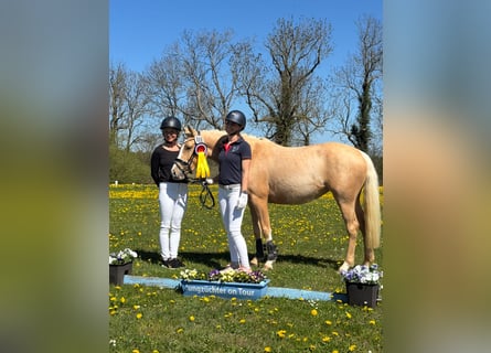 Deutsches Reitpony, Stute, 3 Jahre, 144 cm, Palomino